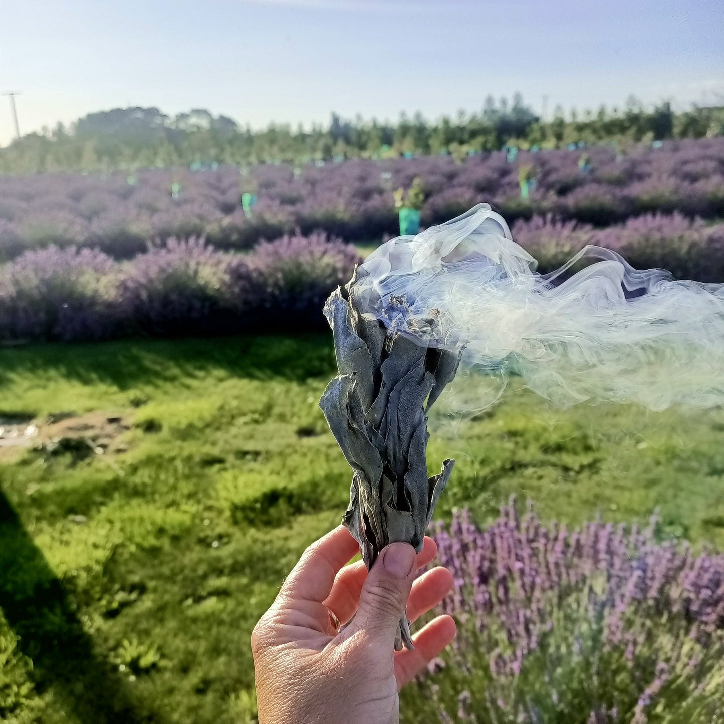 NZ grown White Sage Smoke Wand