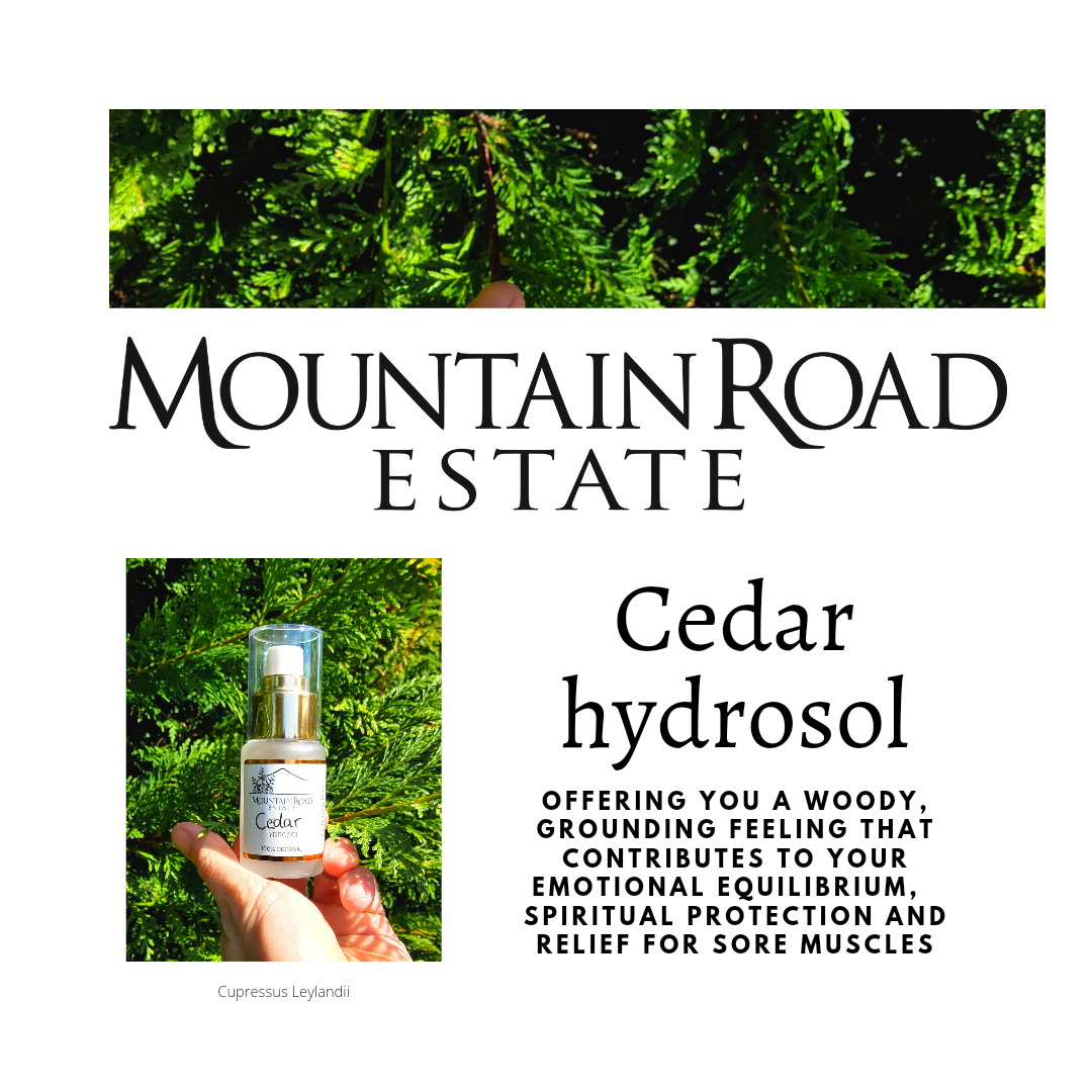 Organic Cedar Hydrosol: Emotional Balance and Grounding