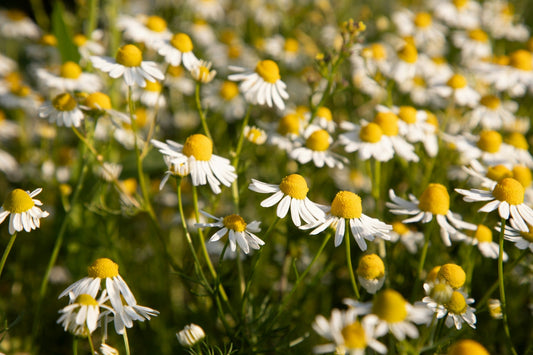 Chamomile-like flowers blooming in a sunny meadow. Botanical stock photo by Mariola Grobelska, Unsplash; not the packaged herb.