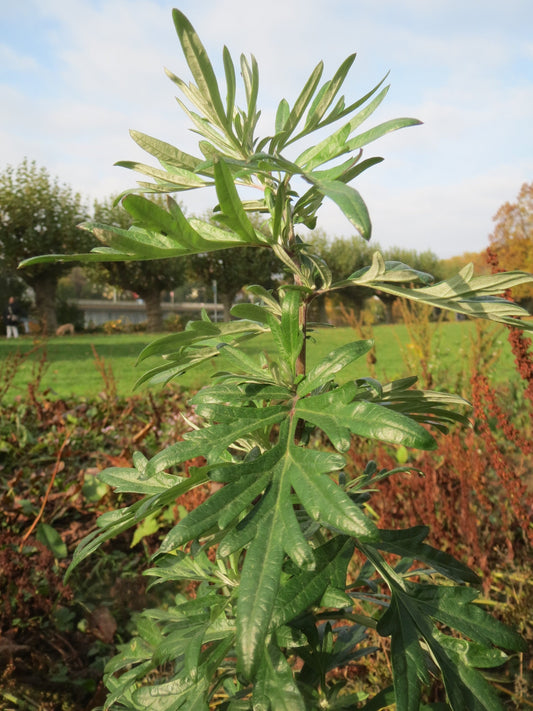 Botanical identification image: growing mugwort, Artemisia vulgaris, CC0 by AnRo0002 via Wikimedia Commons; not photograph of packaged herb.