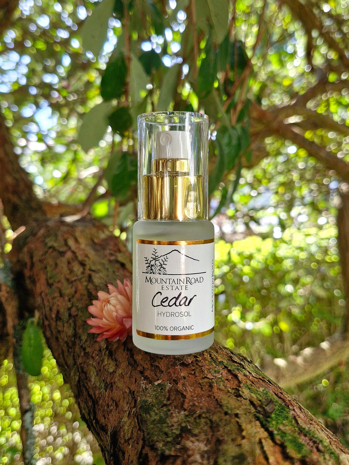 Organic Cedar Hydrosol: Emotional Balance and Grounding