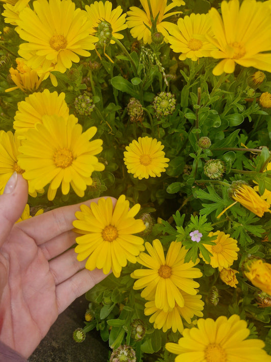 Golden yellow calendula flowers growing in a garden, original photograph by Sacred Treasures.